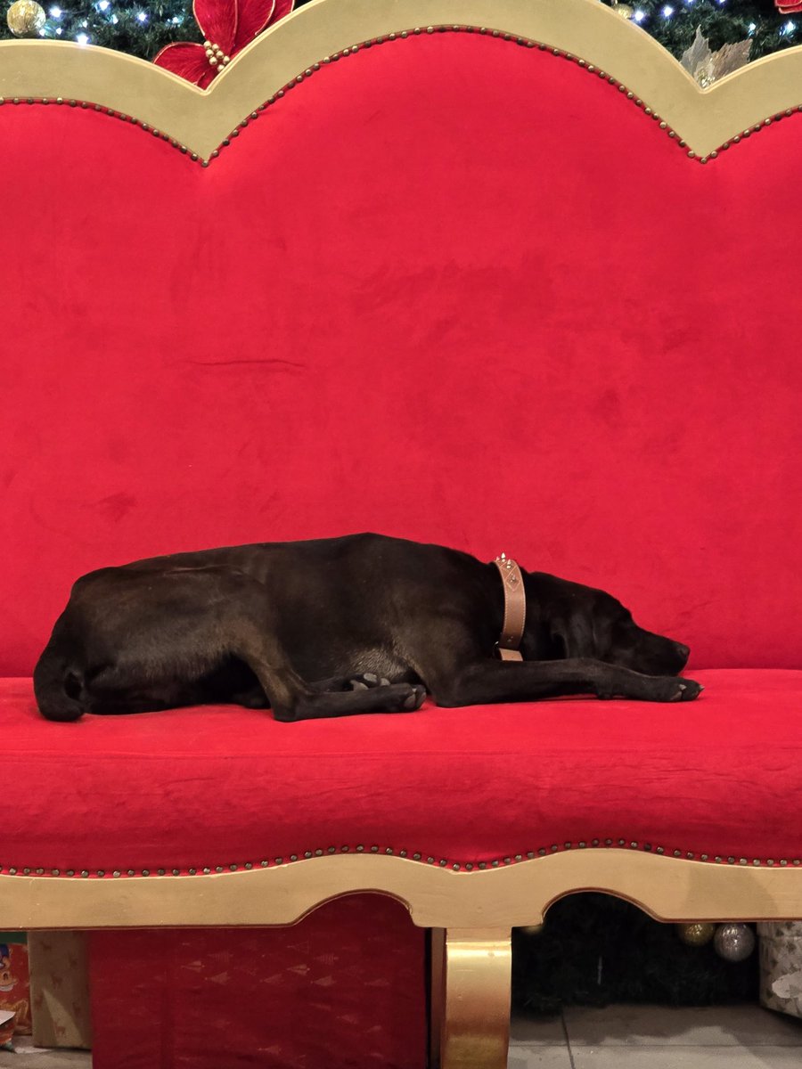 arkisano's tweet photo. Uno de los "perrenos" descansando. Bien ahí @AeroCarrielSur #PerroSanta 
@biobio #Navidad2024 #Concepcion #Chile #Perros https://t.co/Z625qJs9FA