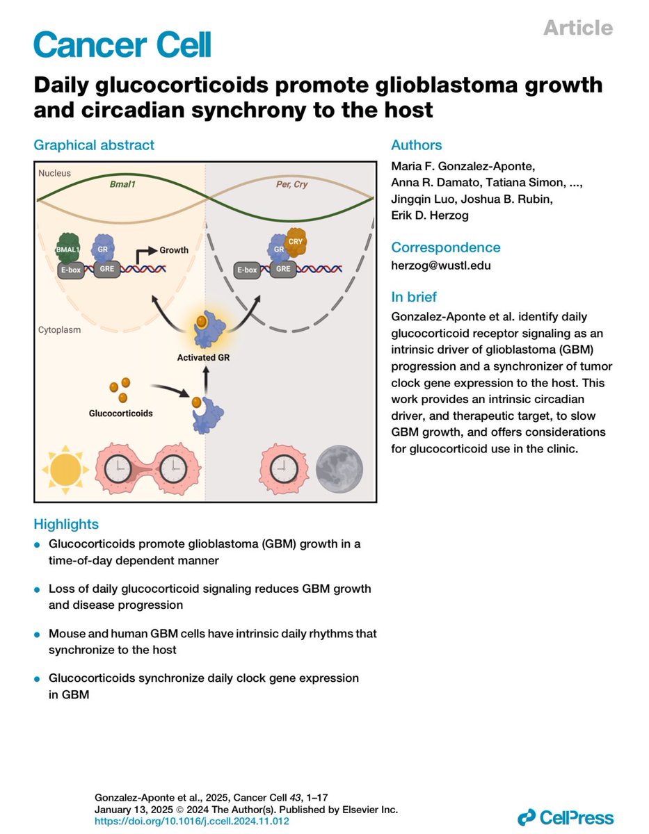 isciverse's tweet image. Brain tumors exploit body&apos;s daily rhythms to fuel growth. #CancerCell

&quot;Daily glucocorticoids promote glioblastoma growth and circadian synchrony to the host&quot;