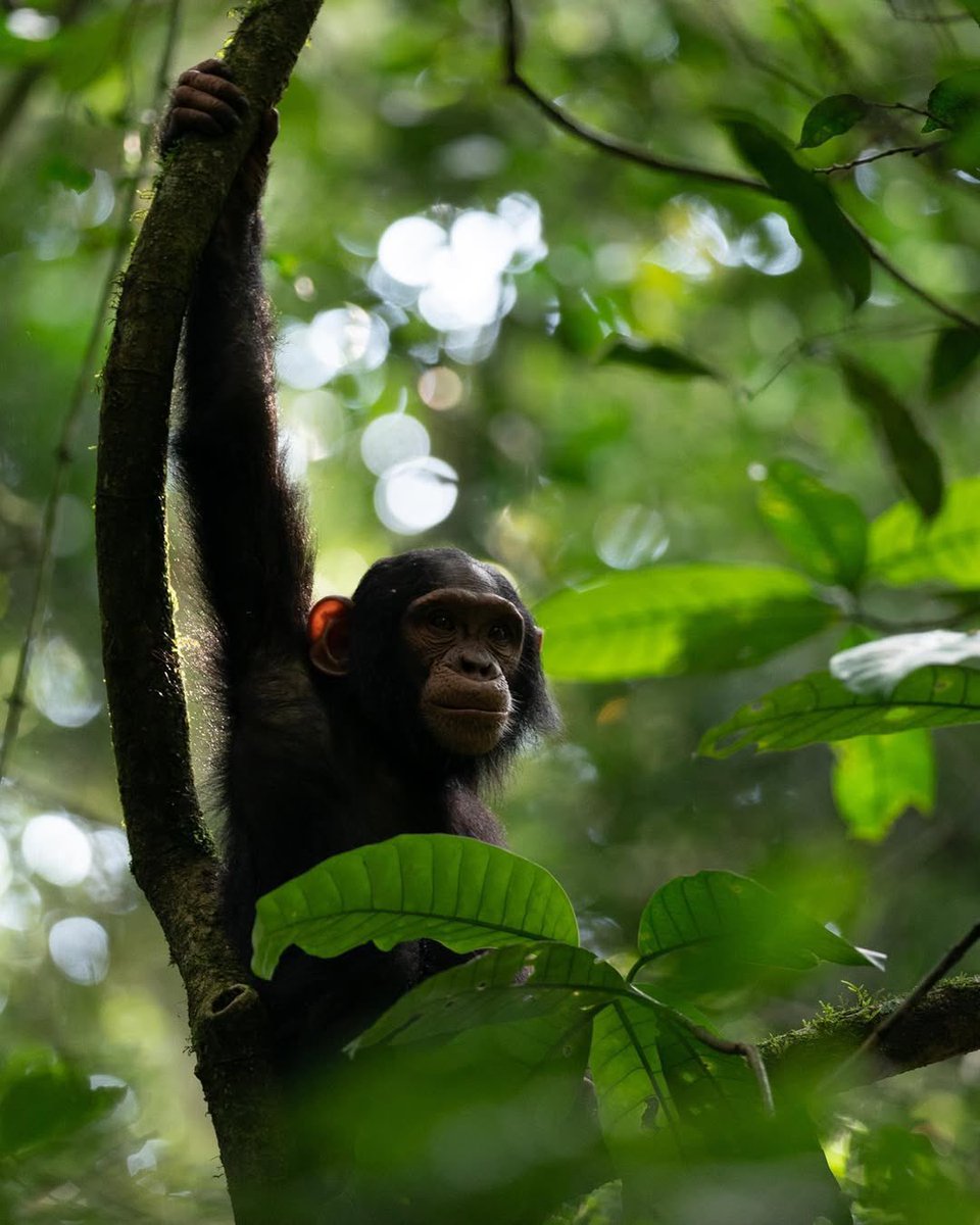 wildapesafaris's tweet photo. Best Family-Friendly Chimpanzee Tracking Tours in Uganda

3 Days Kibale Chimp Tracking and Bigodi Swamp Walk
3 Days Kalinzu Chimps and Queen Elizabeth National Park
4 Days Murchison Falls and Budongo Chimps

Note that Age limit for chimpanzee tracking: 12 years

#ChimpTracking https://t.co/icyjv0BABU