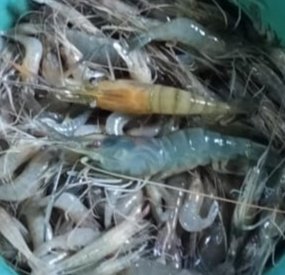 Hafisal81's tweet photo. Giat tanggal 07/10/2024, Hafisal, S. Pi kunjungan dan monitoring hasil tangkapan ikan rata-rata 5-8 kg/hari dengan harga jual Rp. 20.000
#GiatLuhkanSatminkalBRPPUPP
#LuhkanKabupatenMuaraEnim
#Luhlapor https://t.co/BJNV0FsEd2