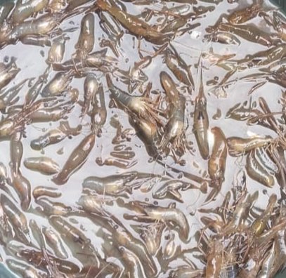 Hafisal81's tweet photo. Giat tanggal 07/10/2024, Hafisal, S. Pi kunjungan dan monitoring hasil tangkapan ikan rata-rata 5-8 kg/hari dengan harga jual Rp. 20.000
#GiatLuhkanSatminkalBRPPUPP
#LuhkanKabupatenMuaraEnim
#Luhlapor https://t.co/BJNV0FsEd2