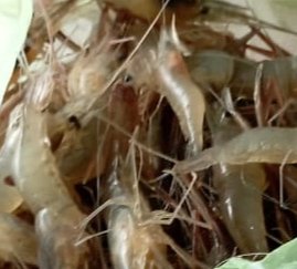 Hafisal81's tweet photo. Giat tanggal 07/10/2024, Hafisal, S. Pi kunjungan dan monitoring hasil tangkapan ikan rata-rata 5-8 kg/hari dengan harga jual Rp. 20.000
#GiatLuhkanSatminkalBRPPUPP
#LuhkanKabupatenMuaraEnim
#Luhlapor https://t.co/BJNV0FsEd2