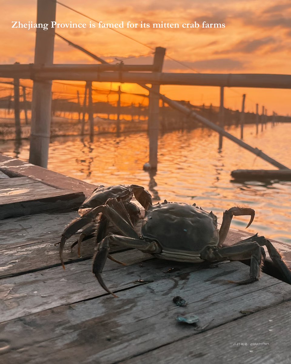 imperialtours's tweet photo. Chinese people love "Hairy Crab" season. Originating from the Yangtze River Delta region, they have been a beloved treat of Chinese cuisine for centuries. More technically known as "Mitten Crabs", the best time to savour them is in late autumn, while plump and rich in flavour. https://t.co/fUpsTafGW3