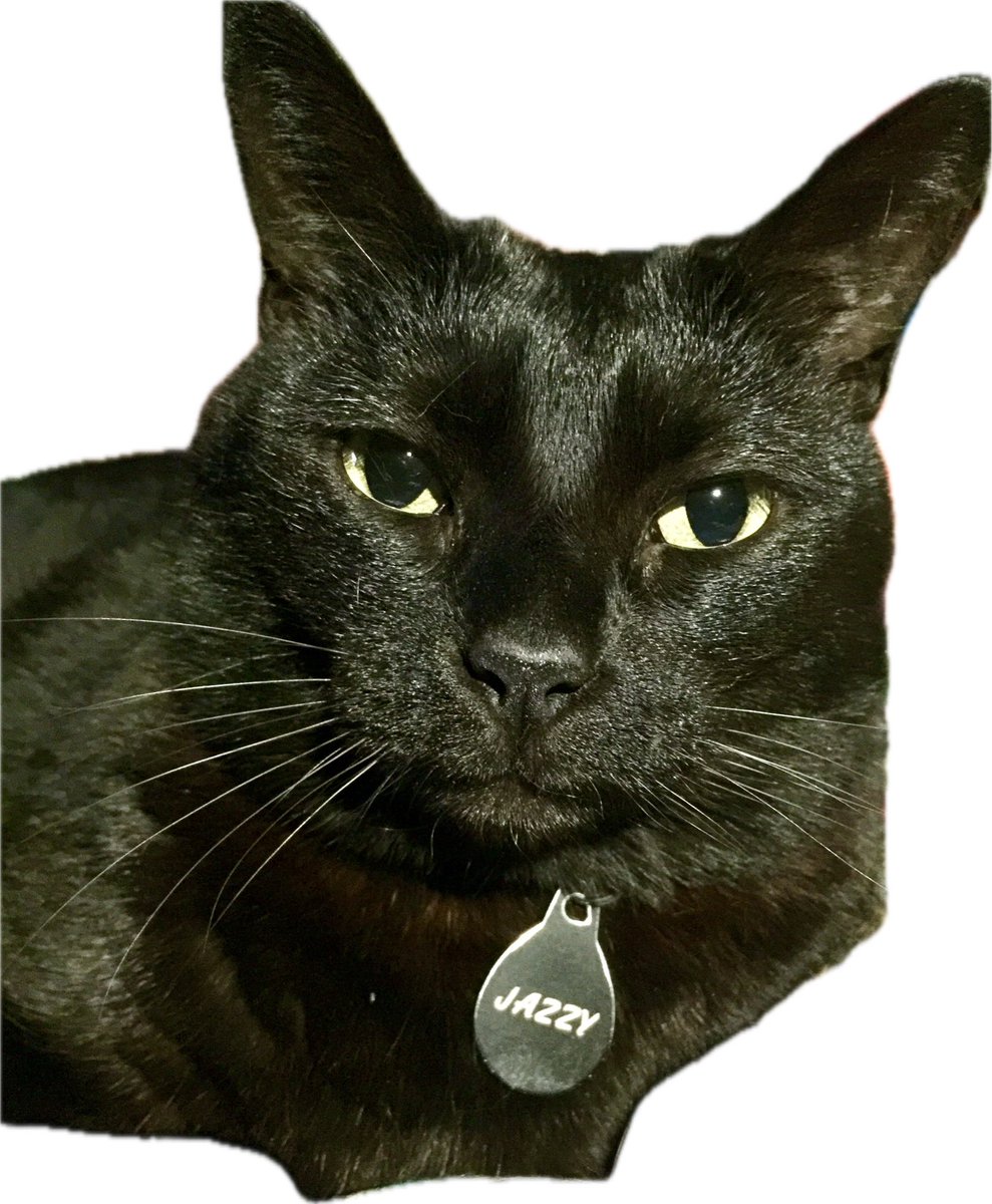 munkihaid's tweet photo. Farewell my dear sweet Jazzy. No kitty was ever more loved. I will miss you terribly. . . https://t.co/21GJarefIm
