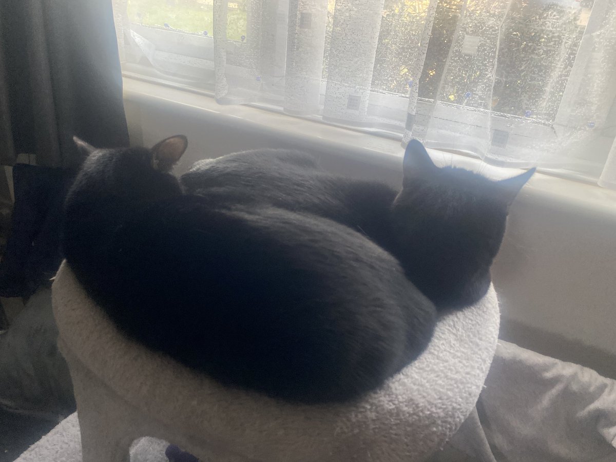 just Chillin’ 

Doris &amp; Delilah 🐈‍⬛🐈‍⬛