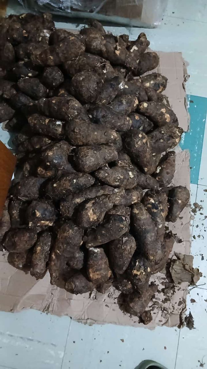 DonLocoShow1's tweet photo. D0 y0u know the right word f0r this or what is the r1ght name f0r this?
#farming #food #cultivation https://t.co/07pydJcrd7