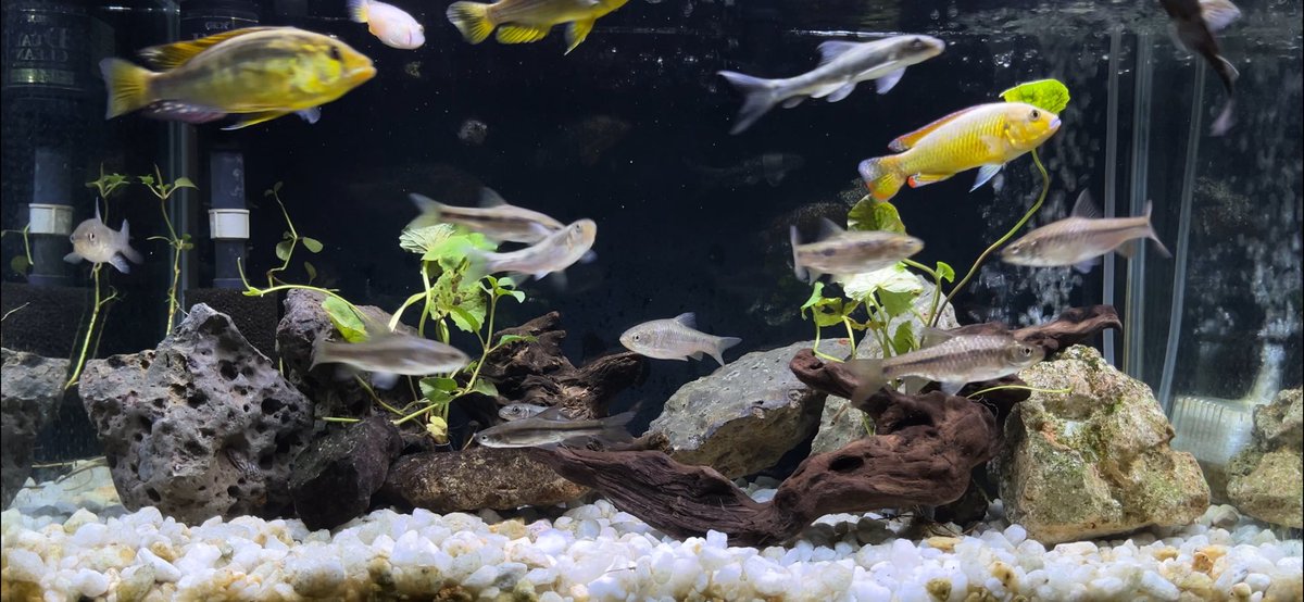 この水槽の魚全部引越しさせて全部新しい魚入れました🐟

【アクアリウム/レイアウト変更】獲ってきてバケツで飼育してた熱帯魚を全部水槽に入れて群泳させる
youtu.be/u1HmqkNtyQ0
#レイアウト
#熱帯魚水槽