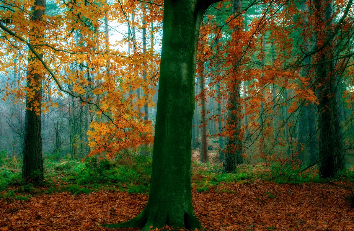 Andy M (@salescycle) on Twitter photo Damp, murky, misty autumn light. Just add some colour and some real character trees. Autumn at Delamere Forest. Enjoy your Saturday. #delamereforest #delamere #cheshire #cheshirelife #woodlandphotography #SaturdayMorning <a href="/StormHour/">#StormHour</a> <a href="/ThePhotoHour/">#ThePhotoHour</a> Damp, murky, misty autumn light. Just add some colour and some real character trees. Autumn at Delamere Forest. Enjoy your Saturday. #delamereforest #delamere #cheshire #cheshirelife #woodlandphotography #SaturdayMorning <a href="/StormHour/">#StormHour</a> <a href="/ThePhotoHour/">#ThePhotoHour</a>