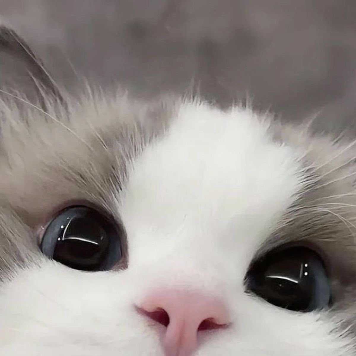 YEOTEEZx's tweet photo. He’s a kitten really … https://t.co/AzcXbR9VDl