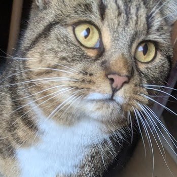 Robert Allotment cat,now helped by Janet & Amanda tweet media
