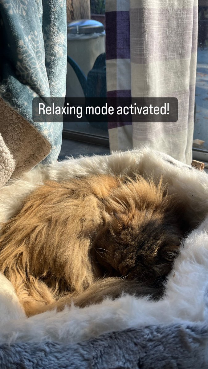 Opinionatedhjby's tweet photo. Off work until next year! Mocha is so excited he gets 2 whole weeks of me. Happy Holidays! #CatsOfChristmas #MochaCat https://t.co/L0WrfhxiJy