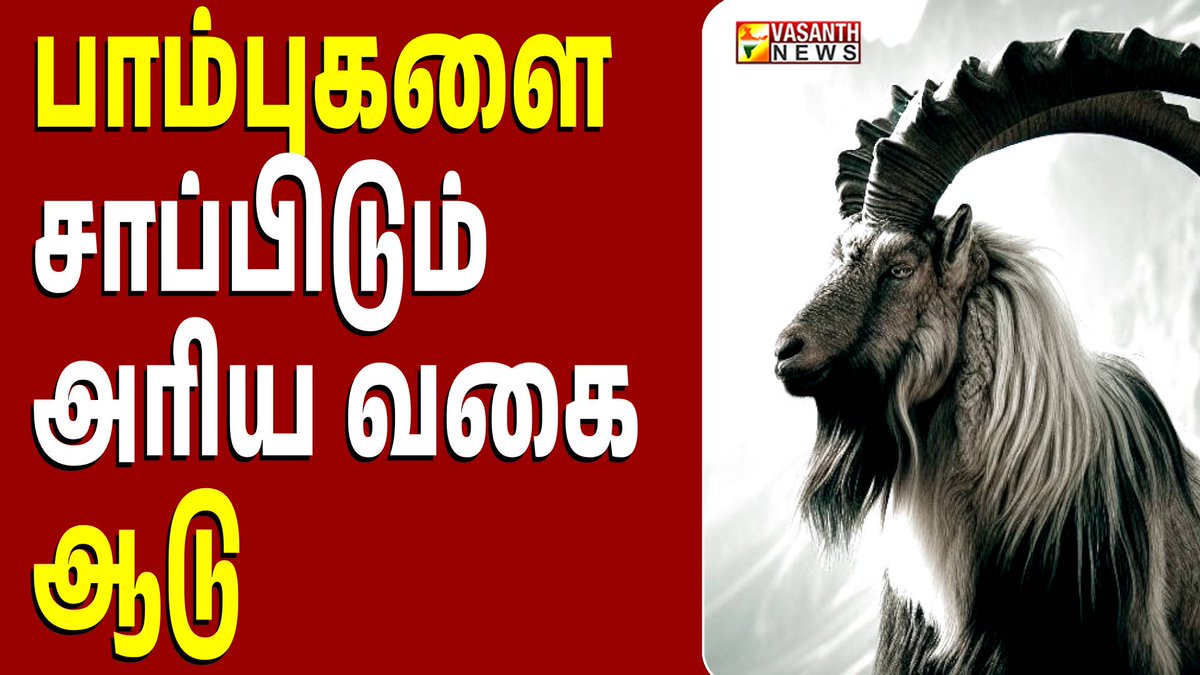 VasanthNews's tweet image. பாம்புகளை சாப்பிடும் அரிய வகை ஆடு - கண்ட contents | Vasanth News

▶️ youtu.be/sMI6C2qMJGw

 #kandacontent #sheep #snake #pakistan #markers #british #weird #animals #animalsfacts