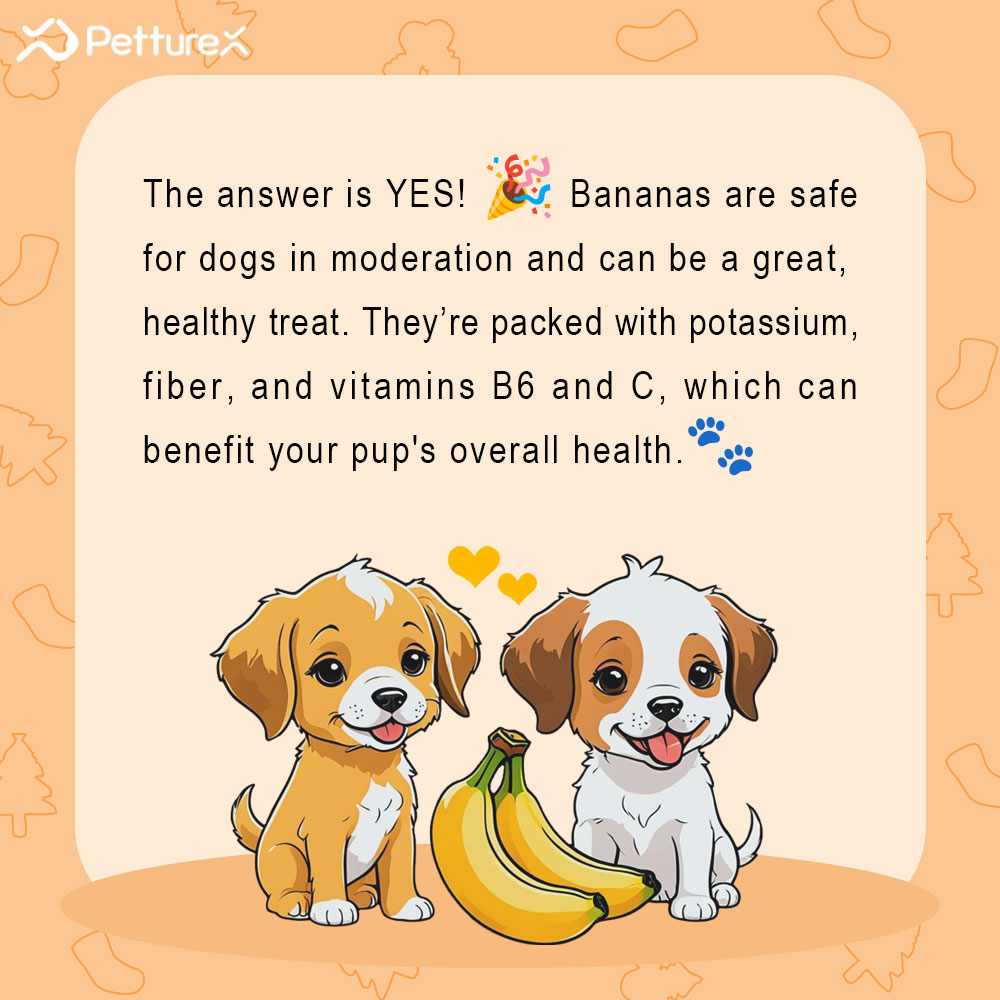 amyalice94's tweet photo. "Can dogs eat bananas? 🍌"
The answer is YES! 🎉 Bananas are safe for dogs in moderation and can be a great, healthy treat. 🐾
But DON’T feed your dog the banana peel. 🍌❌
#petturex #dog #dogs #puppylove #DogLife  #pet #cute #puppylove #loyaldog #pets #banana #Christmas2024 https://t.co/xwLEj3im6A