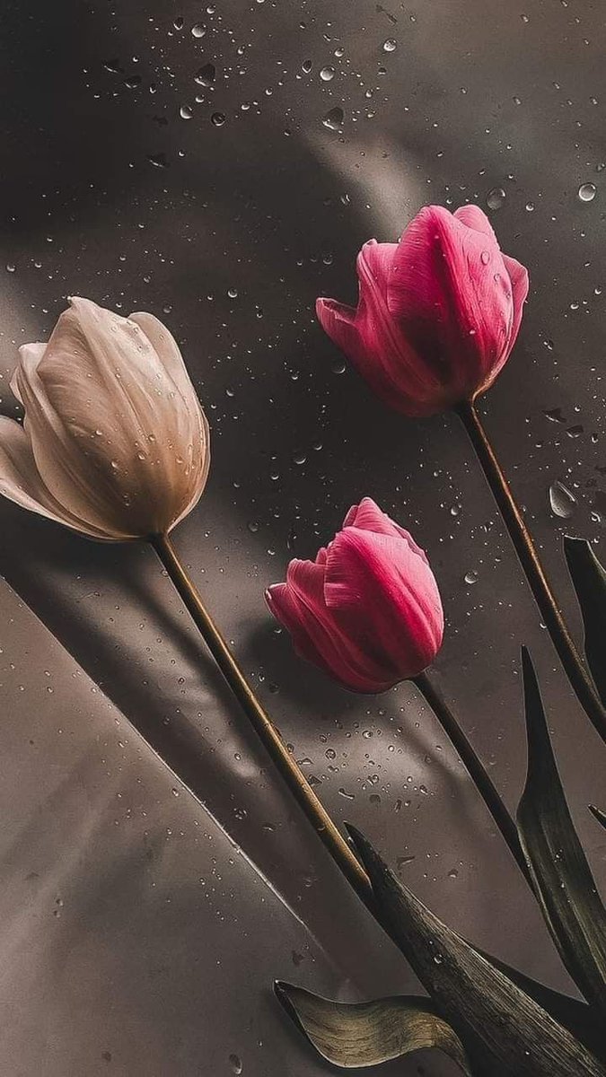 AwarBadl's tweet photo. سبھی کچھ وقتی ہوا کرتا ہے اس لیے با��وں  پہ فورا ری ایکٹ کرنا چھوڑ دیں یہی بہتر ہوتا اپنے سکون کے لئے۔۔!! https://t.co/n4EugT0LnA