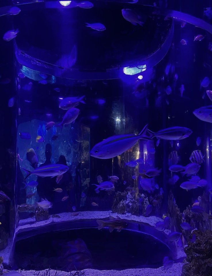 ⠀
Tahukah kamu, bahwa lingkaran berwarna terang di bulu babi adalah anus, bukan mulut.

Dalam edisi tahu-tahu karyawisata ke akuarium. Sejauh mata memandang, kalau enggak bawa pasangan ya bawa anak.
⠀