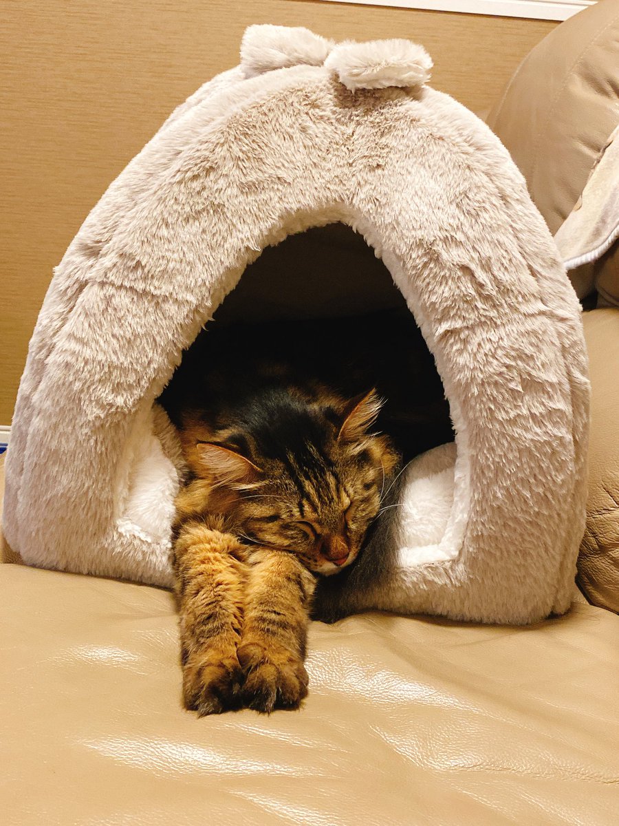 moca_necco's tweet photo. なにその寝方
可愛すぎるやろー！！！！

#猫
#猫がいる生活
#猫が好き https://t.co/bria6Ktqqv