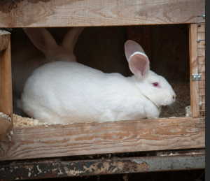 AgriHopper's tweet photo. Rabbits mature faster than most livestock, reaching market size in just 3 months. This rapid growth ensures quick returns on investment, making them a perfect choice for smallholder farmers. Let’s farm smarter with rabbits.🐇💼 #AgriHopperRwanda #ThevoiceofFarmer #FastFarming https://t.co/3pg9qt3h50