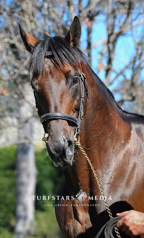 LisaGrimm9's tweet image. I was able to see Uncle Mo when he shuttled to Australia early in his stud career.
Sad to hear of his passing, a special horse to #Coolmore. 
Thinking of his people who loved and cared for him 💔it’s never easy when they leave us 🕊️ 

#RestInPeace #UncleMo