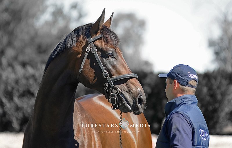 LisaGrimm9's tweet image. I was able to see Uncle Mo when he shuttled to Australia early in his stud career.
Sad to hear of his passing, a special horse to #Coolmore. 
Thinking of his people who loved and cared for him 💔it’s never easy when they leave us 🕊️ 

#RestInPeace #UncleMo