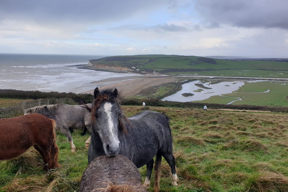 Amazin' Grazin'

Ponies make for fine conservationists.

Grazing on the scarp, they keep the scrub in check, helping wildflowers to flourish in the spring and summer.

#SevenSisters