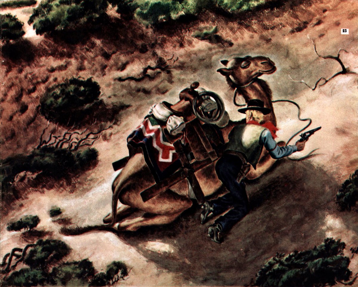 LRonLacy's tweet photo. #THISWEEK in 1947
👇🧵
‘At the fort they said a scared camel sometimes lies down and dies. Maybe that’s why Jeff found himself dumped over the horn. It was Rondo’s chance’
#Illustration by #MarioCooper (1905-1995) for ➡️
#illustrationart #illustrationartists #MarioRubenCooper https://t.co/gOOup2yLL6