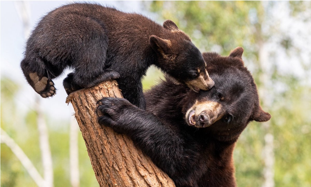 National Parks Action Fund tweet media