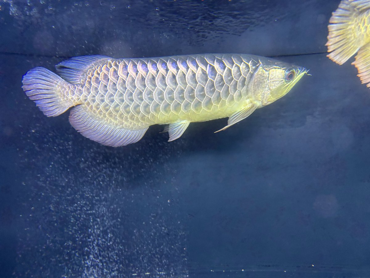 絢爛ブルーの6年後はこれです✨ 藍底過背金龍じゃないけど、蒼みも