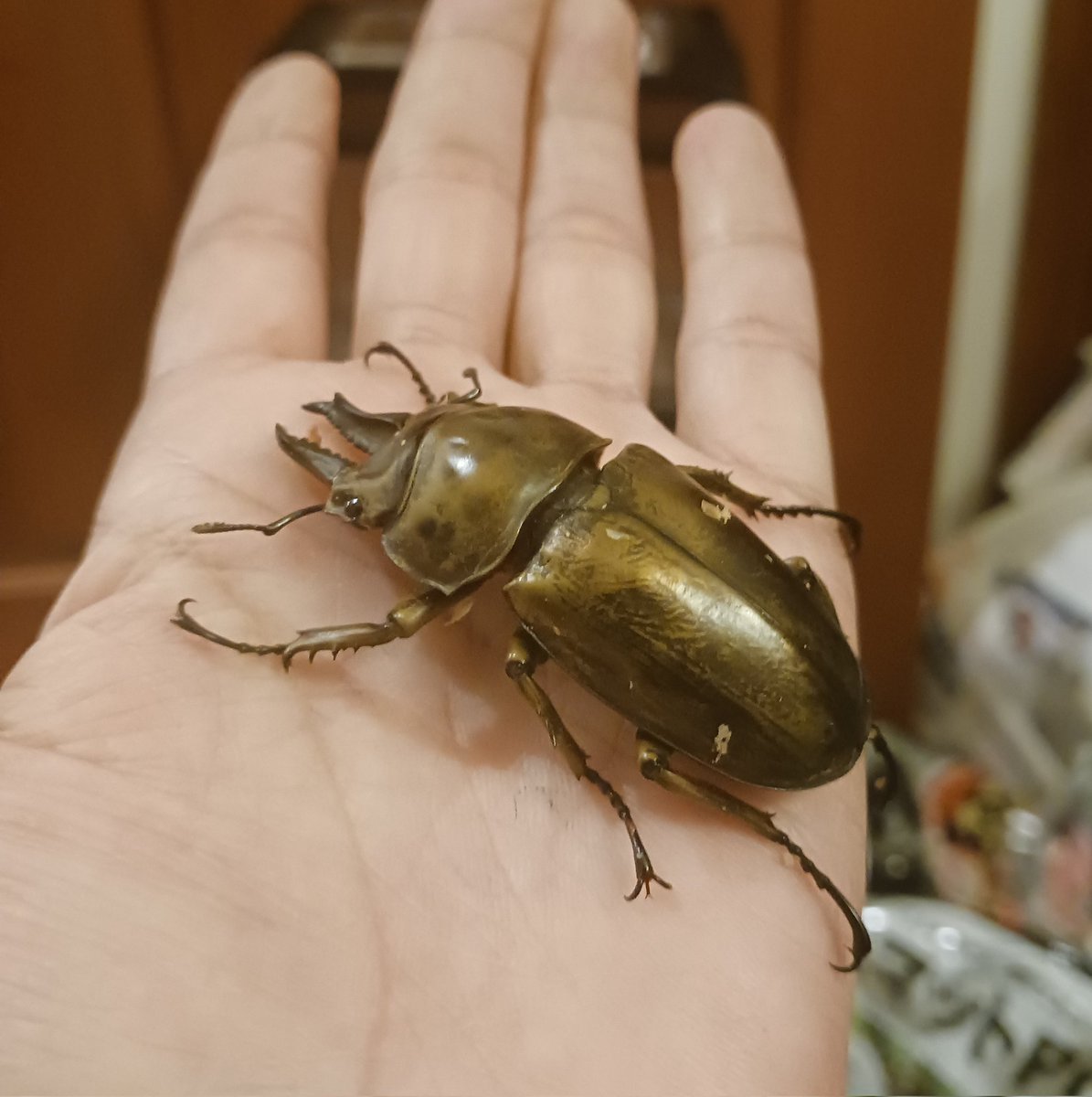 月夜野きのこ園さんの福袋届きました！
自分では買わない系。だけどお迎えしたらかなり嬉しい系！！
#ローゼンベルグオウゴンオニ