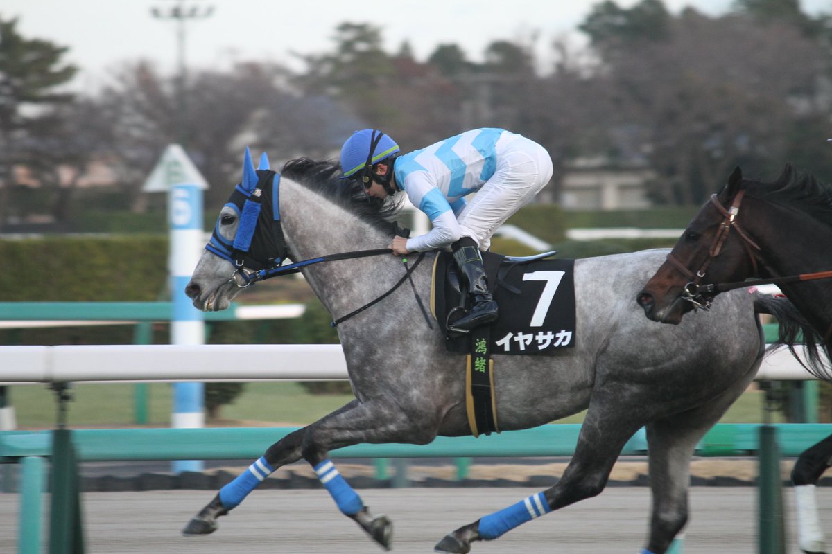 5umauma's tweet photo. イヤサカちゃん꒰∪´ɞ̴̶̷ ·̫ ɞ̴̶̷ ꒱今日もお疲れ様でした🐎 https://t.co/HxXdJoEV3G