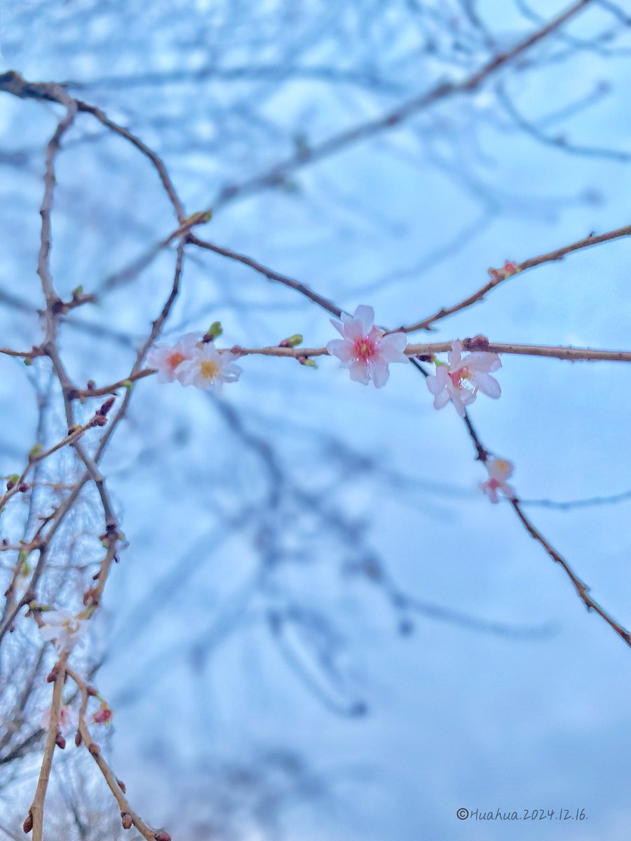 Cherish the people around you.

🌸