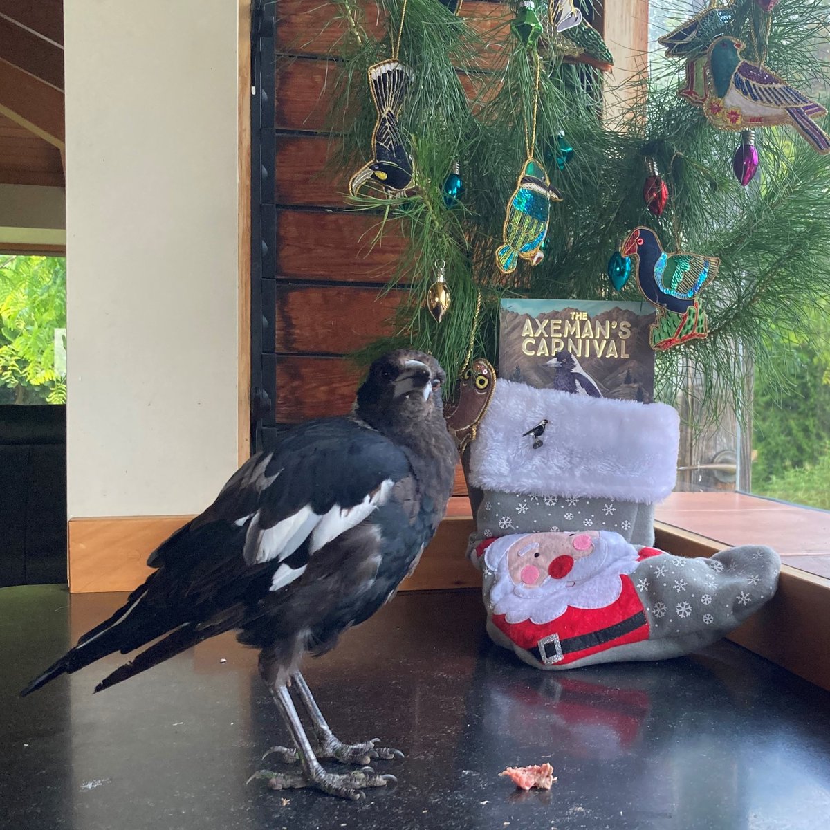 Tama Magpie (@tamamagpie) on Twitter photo OK so this is from 2022 and <a href="/CathChidgey/">Catherine Chidgey</a> says I've lost my boyish figure...but get out there and buy me for Christmas! #stuffstockingsnotbirds OK so this is from 2022 and <a href="/CathChidgey/">Catherine Chidgey</a> says I've lost my boyish figure...but get out there and buy me for Christmas! #stuffstockingsnotbirds