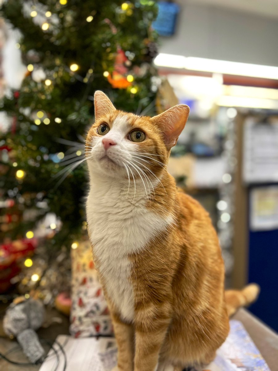 Good morning &amp; welcome to #Caturday 

Let your positive outlook outweigh your negative experiences. 

Remind yourself that you can and will get through this.

#cats #cats #Cat #CatsOnTwitter #CatsOfTwitter