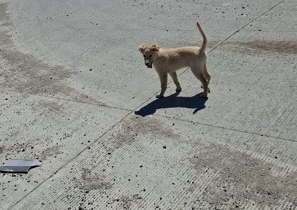 Marco_S02's tweet photo. WILLY, te tendre en mi corazón toda la vida, gracias por hacer de este año tan culero algo mas bonito, te amo❤️🐶 https://t.co/JDF9aqm0cX