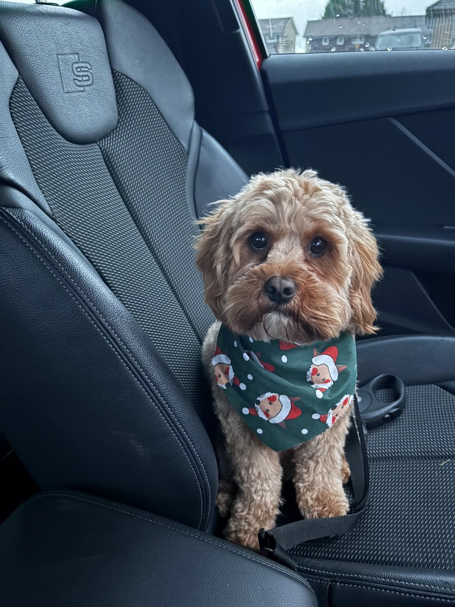 Rachel_Rice9's tweet photo. Sorry I haven’t posted for ages. Wishing you all a fabulous Christmas and hope everyone has a great and healthy 2025. Pic of Cooper who is an amazing addition to the family (2 years old now) and is so good with the boys. https://t.co/oyzftJoIA2