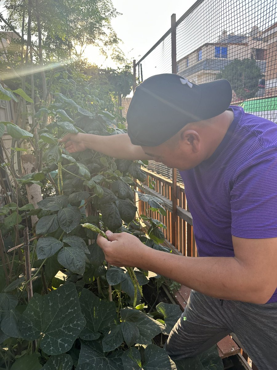 BisdakV's tweet image. Harvesting his string beans in Abu Dhabi.

#AbuDhabi #UAE #stringbeans #vegetables #gardens #sustainability #nature #planting