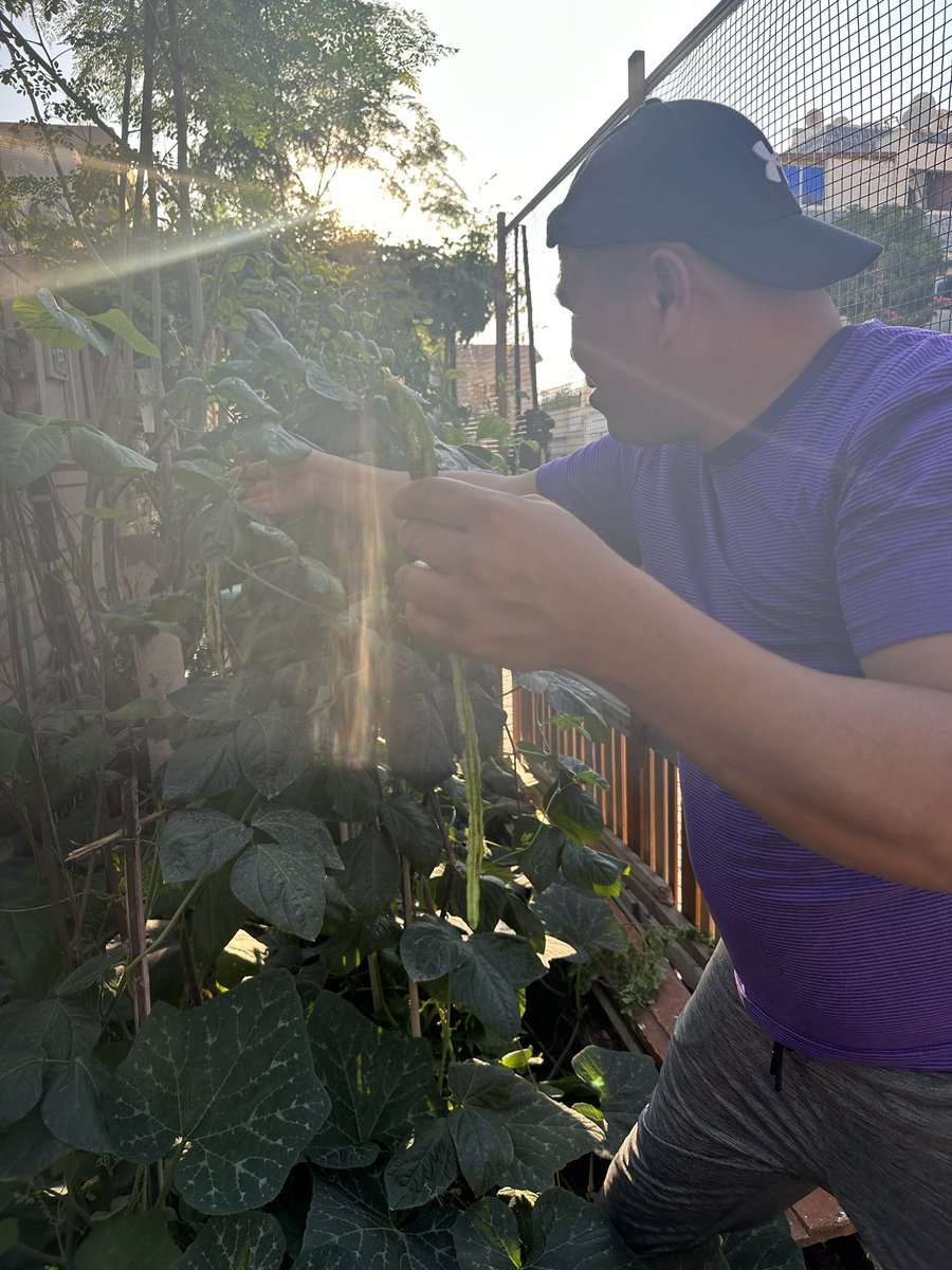 BisdakV's tweet image. Harvesting his string beans in Abu Dhabi.

#AbuDhabi #UAE #stringbeans #vegetables #gardens #sustainability #nature #planting