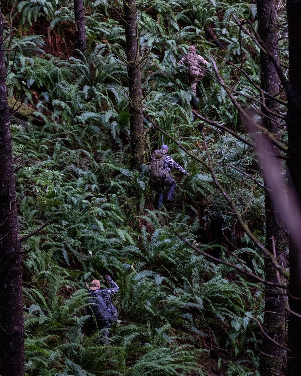 Dangersoup's tweet photo. Sometimes I forget that part of this state is a rainforest. I was reminded of that about a month ago. Amazing hunt and the landscape makes for unbelievable images… even if you have to battle the briars the entire time. https://t.co/BV0LHVepa6
