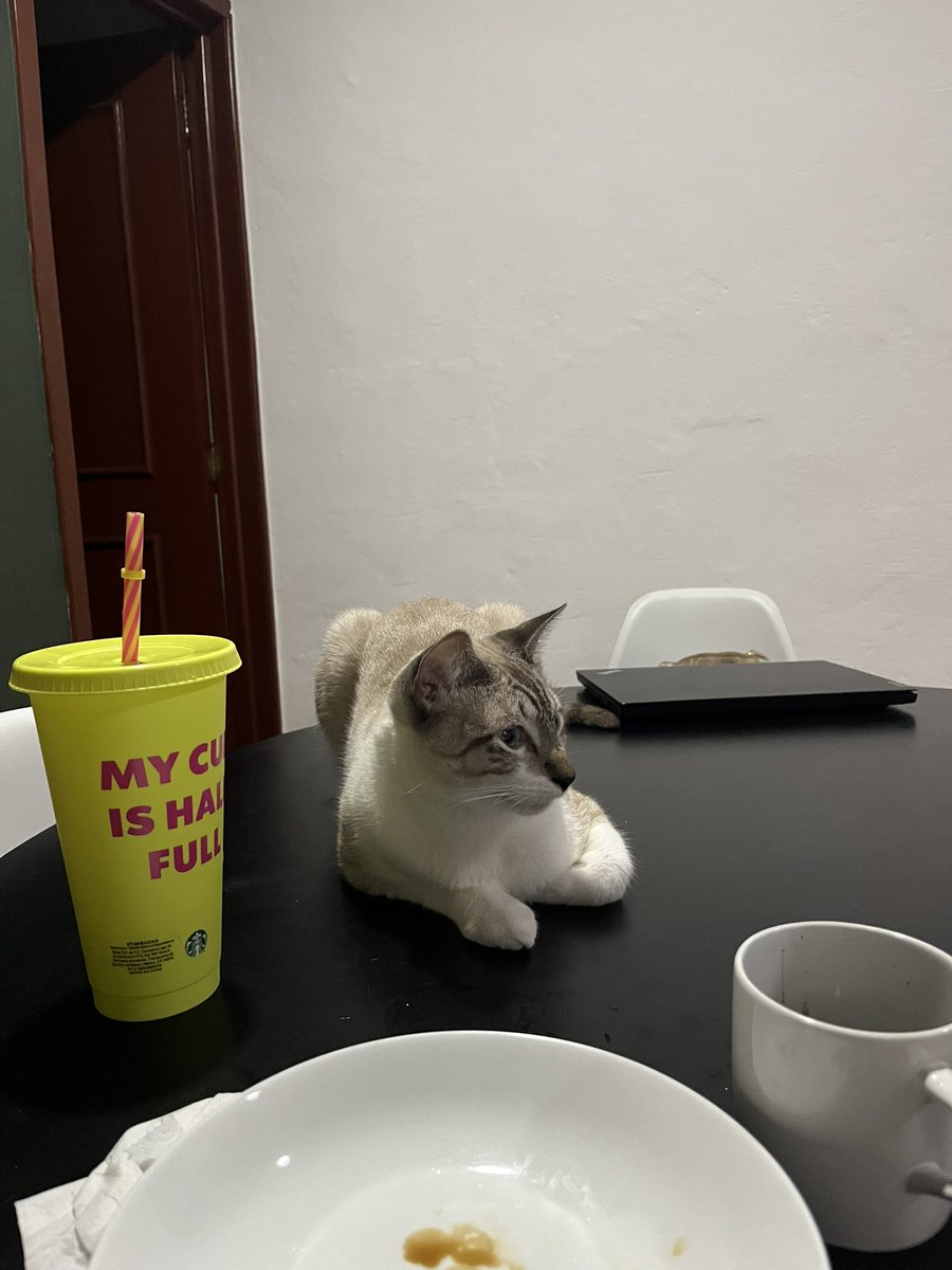 daniipeps's tweet photo. Miguel: Dani necesitas ponerle más límites al gato, es demasiado dependiente a ti
Yo: naaaaa ni al caso
El gato en cuestión: https://t.co/p418m99Bvh