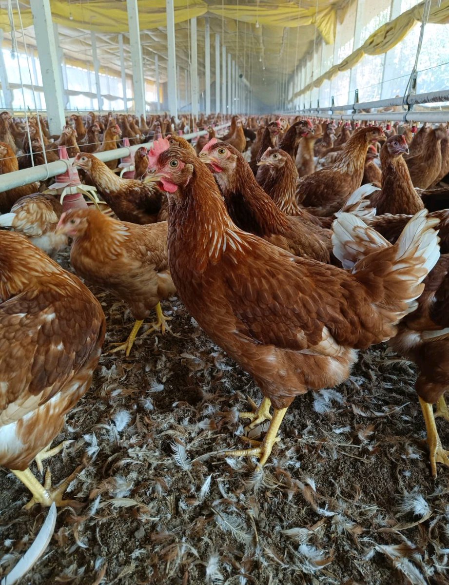 StarKpop tweet media