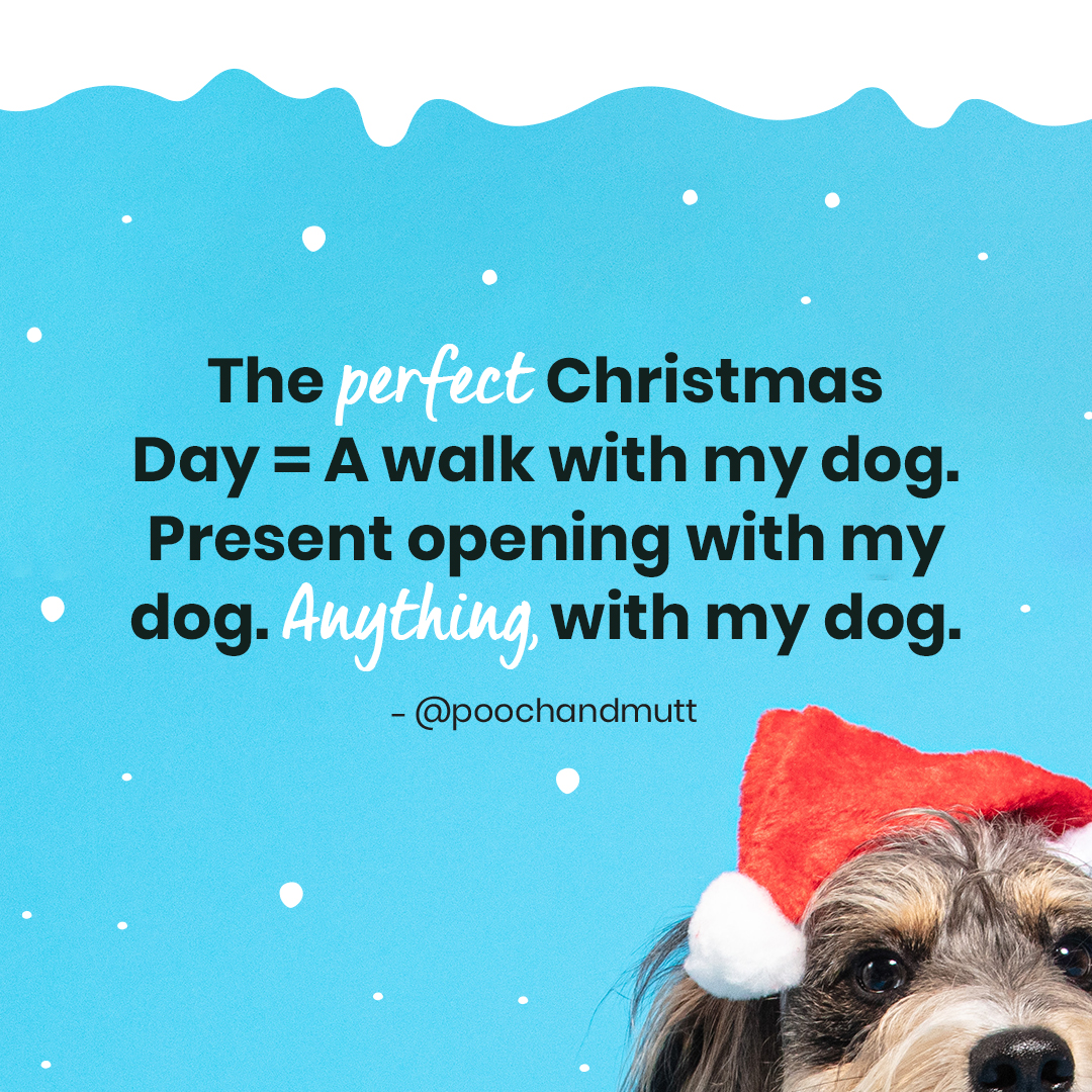 It's almost Christmas Day!

What are you looking forward to the most? 🎅

#PoochandMutt #DogQuotes #DogQuote  #Meme #Quotes