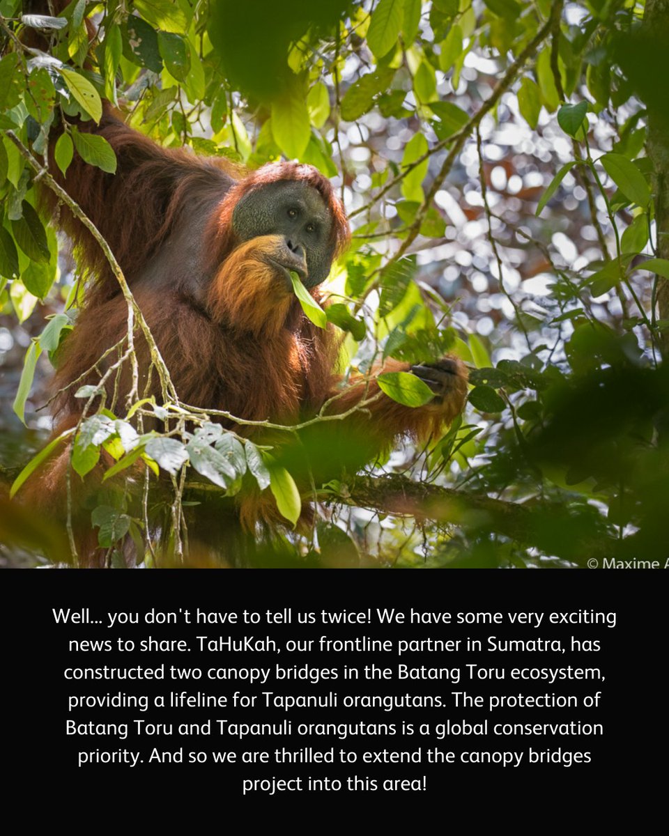 👉 Swipe to the end to discover a conservation breakthrough for Tapanuli orangutans. #ScienceSaturday. We have supported TaHuKah to construct two canopy bridges in Batang Toru, providing a lifeline for Tapanuli orangutans!🦧💚