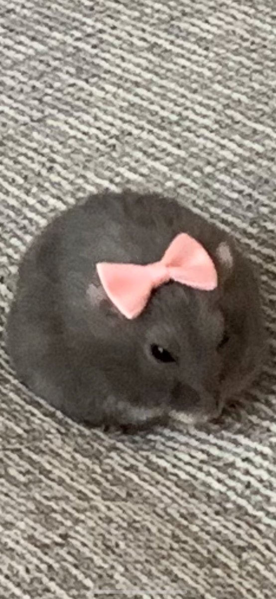 これはさも当然のような顔でソファを独り占めするハムスター