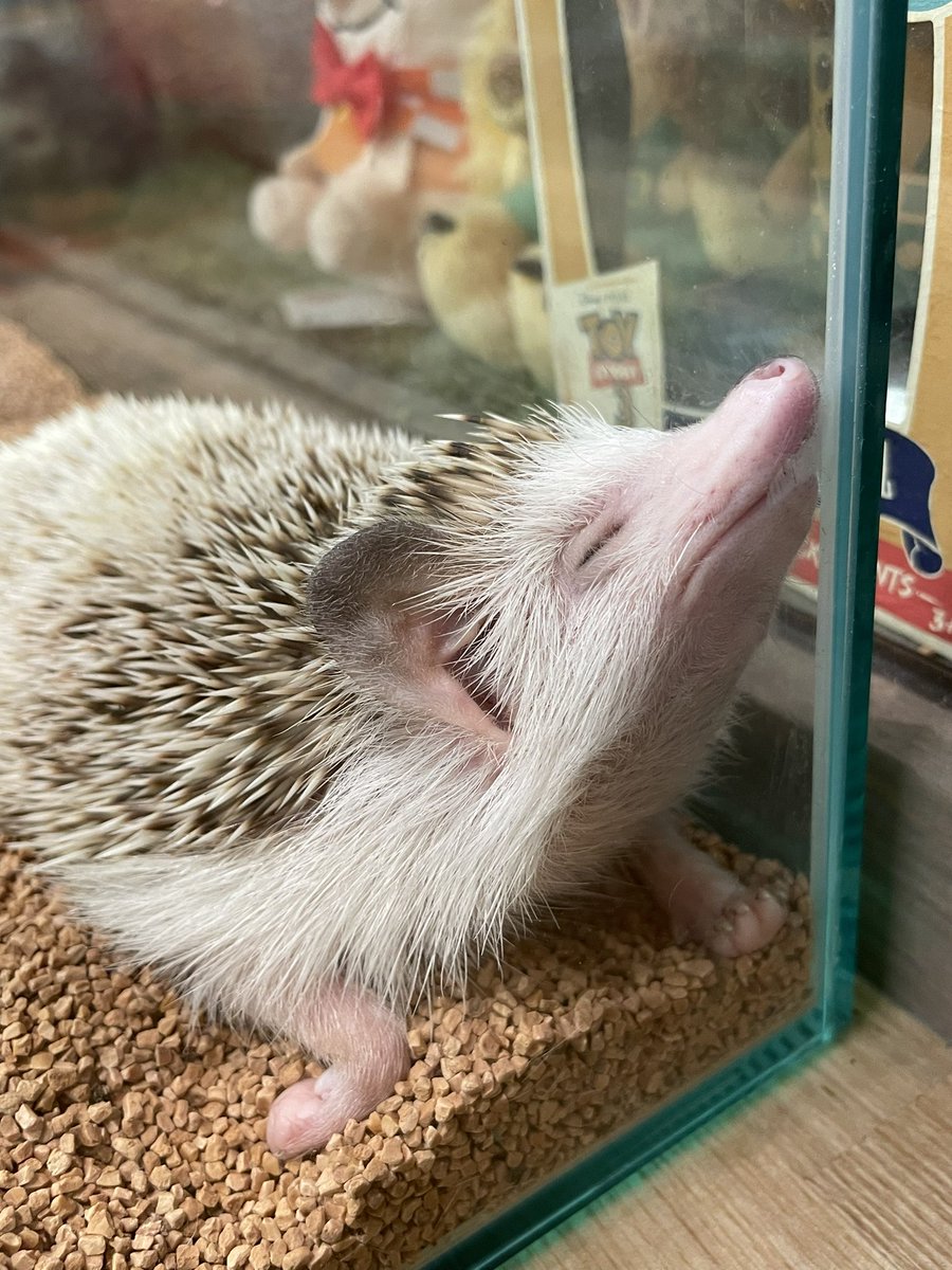 ももたろうくん🦔 変な寝方をよくしています🤔 #ハリネズミ