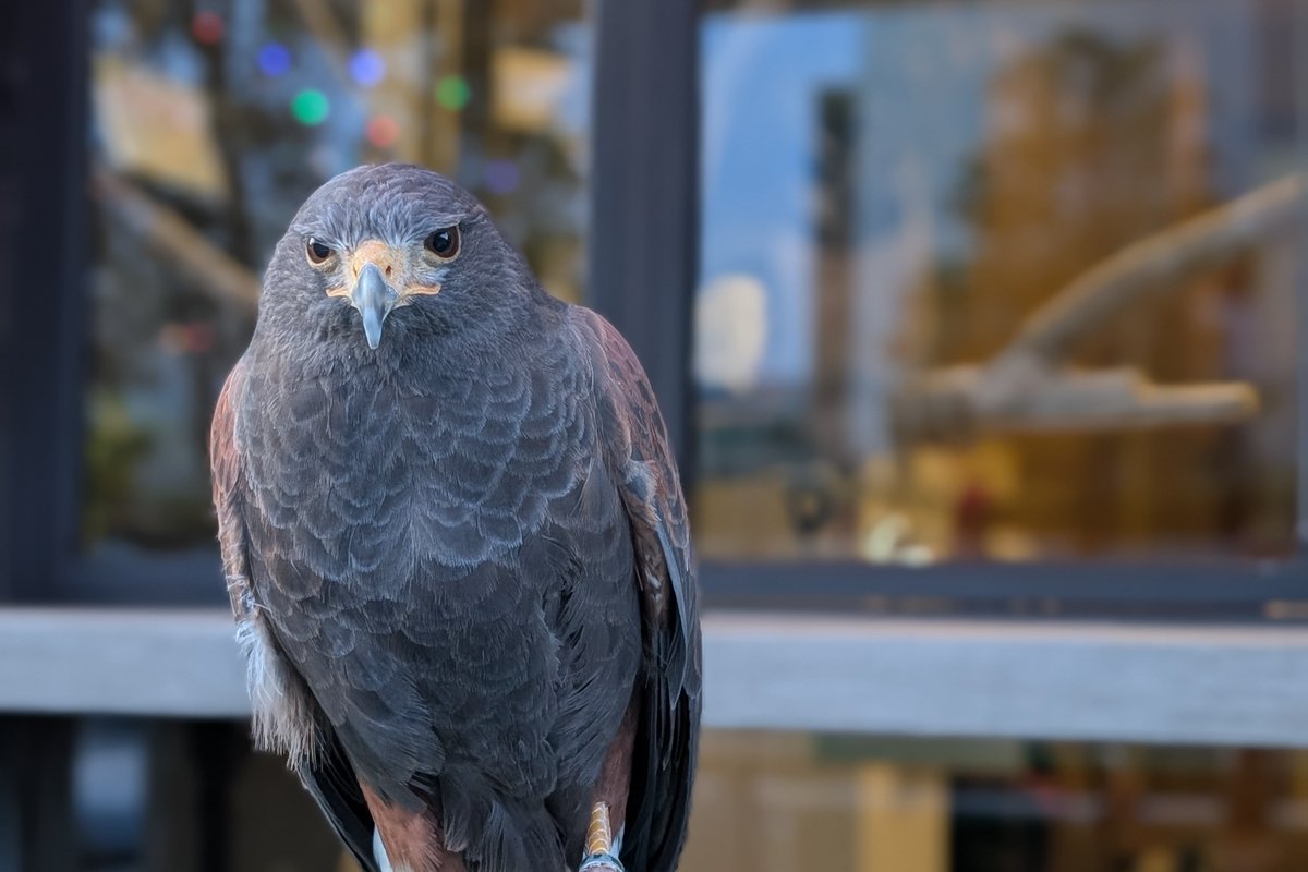 あなた猛禽類❓
カメラ目線をいただきました😊
#ARofTheDay
#GOsnapshot
#PokemonGO 
#ポケモンGO