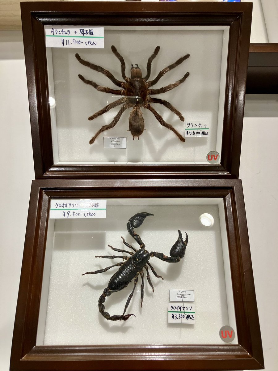 タランチュラとサソリの標本 タランチュラとサソリの標本 - メルカリ