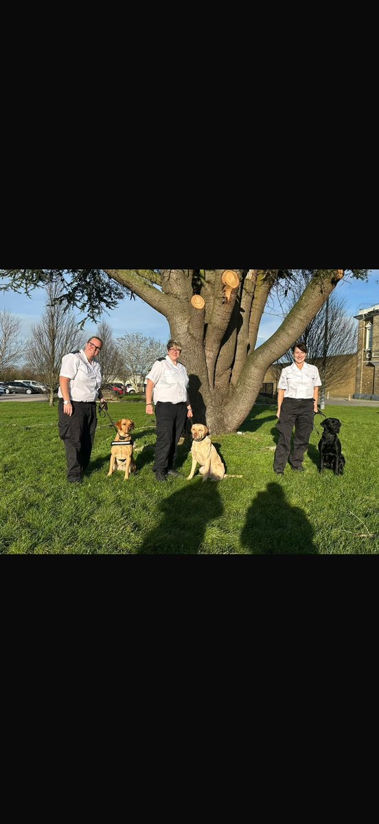 Congratulations to newly qualified PDD Etta (left) and to PDDs Kit &amp; Finn on passing thier license with flying colours, all 3 teams will be keeping the London &amp; Kent jails safe 👏👏👏 #HMPPS #MOJ #WORKINGDOGS