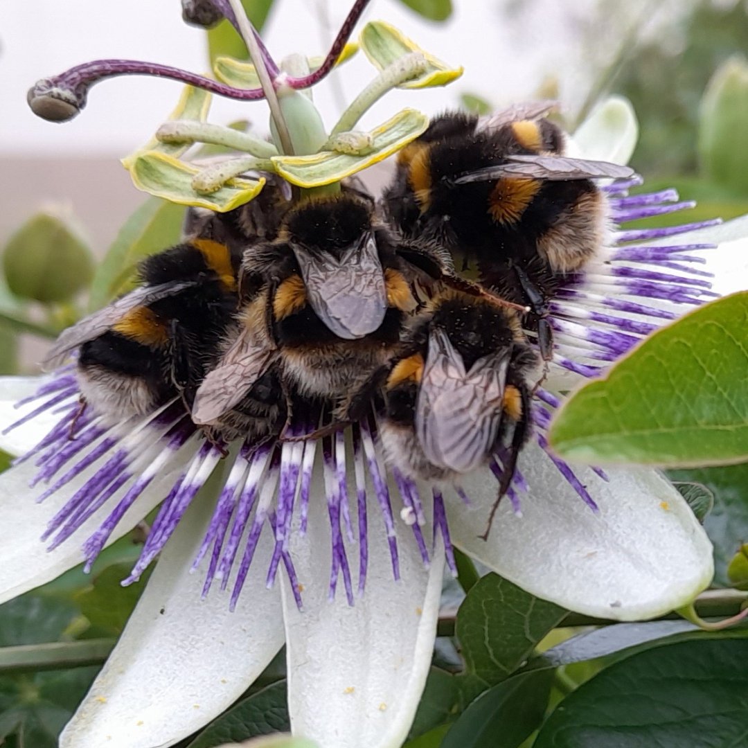 It’s almost here… These Buff-tailed bumblebees are huddled asleep on a purple flower, waiting for the sound of sleigh bells to arrive 🐝💤🎅🔔

📷 Gaynor Griffiths