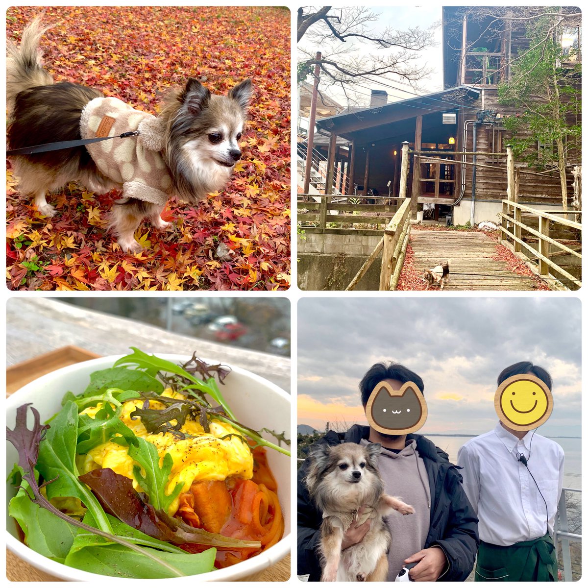 wanko_8601's tweet photo. 今日は兄ちゃんの同級生が働いてる滋賀県近江八幡のカフェに行ってきたよ〜🚗³₃🐾

オシャレなカフェで琵琶湖が一望できるテラスでご飯食べたけど美味しかったよ🍝

天気がイマイチだったのがちょっと残念🐶💦

次は天気がいい日にまた来なくっちゃね🐶✨

 #近江八幡
 #369TerraceCafe
 #チワワ https://t.co/QWJKiCHgNr