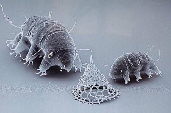 tardigradopedia's tweet image. Christmas time ✨