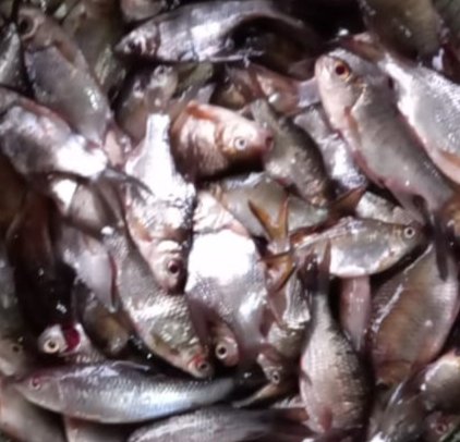 Hafisal81's tweet photo. Giat tanggal 12/11/2024, Hafisal, S. Pi kunjungan dan monitoring hasil tangkapan ikan KUB Harapan Baru. Rata-rata hasil tangkapan ikan 7-10 kg/hari dengan harga jual Rp. 8.000/kg
#GiatLuhkanSatminkalBRPPUPP
#LuhkanKabupatenMuaraEnim
#Luhlapor https://t.co/wC22a74MuI